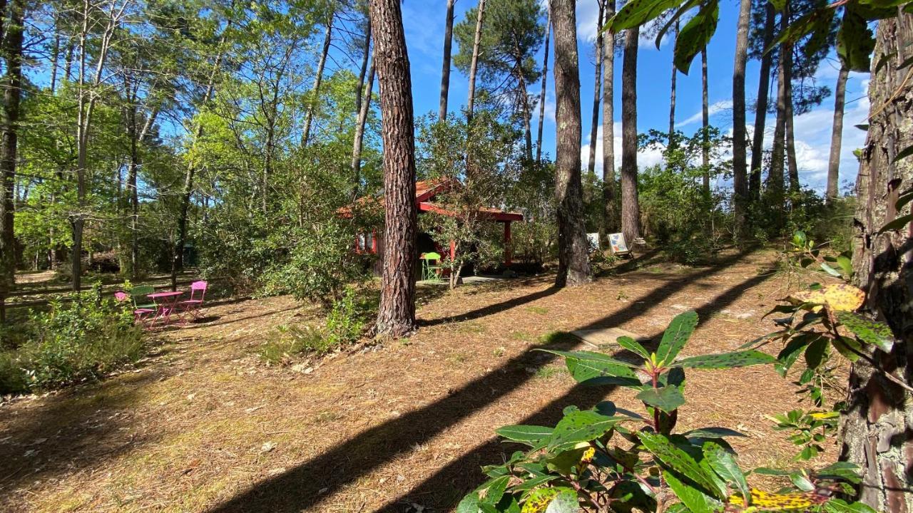 Le Petit Poulailler Au Beau Milieu Des Pins Lacanau Exterior photo